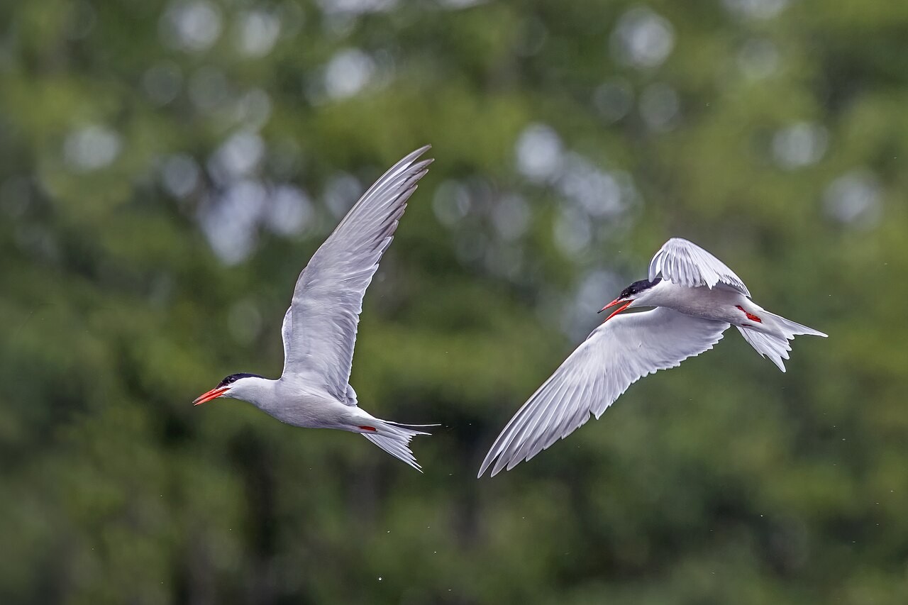 Fliegende Flussseeschwalben bei Haff Réimech
