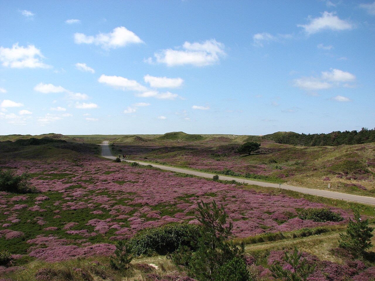 Typical dune landscape on Texel with heathland, sandy path and low dunes