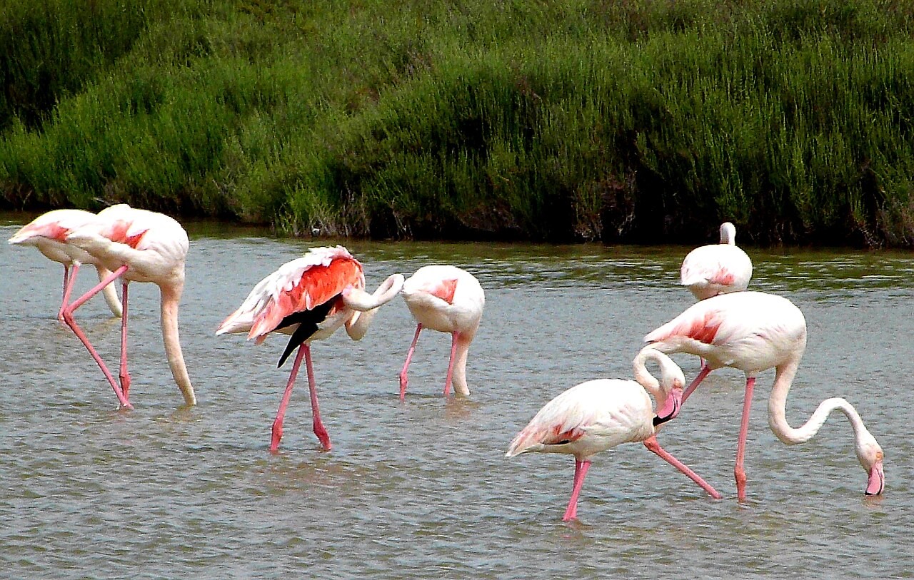 Flamants roses dans une eau peu profonde en Camargue