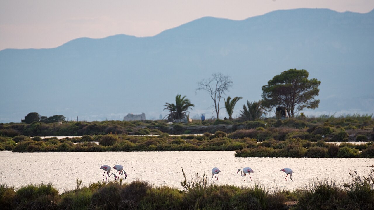 Flamingos in a lagoon of the Ebro Delta