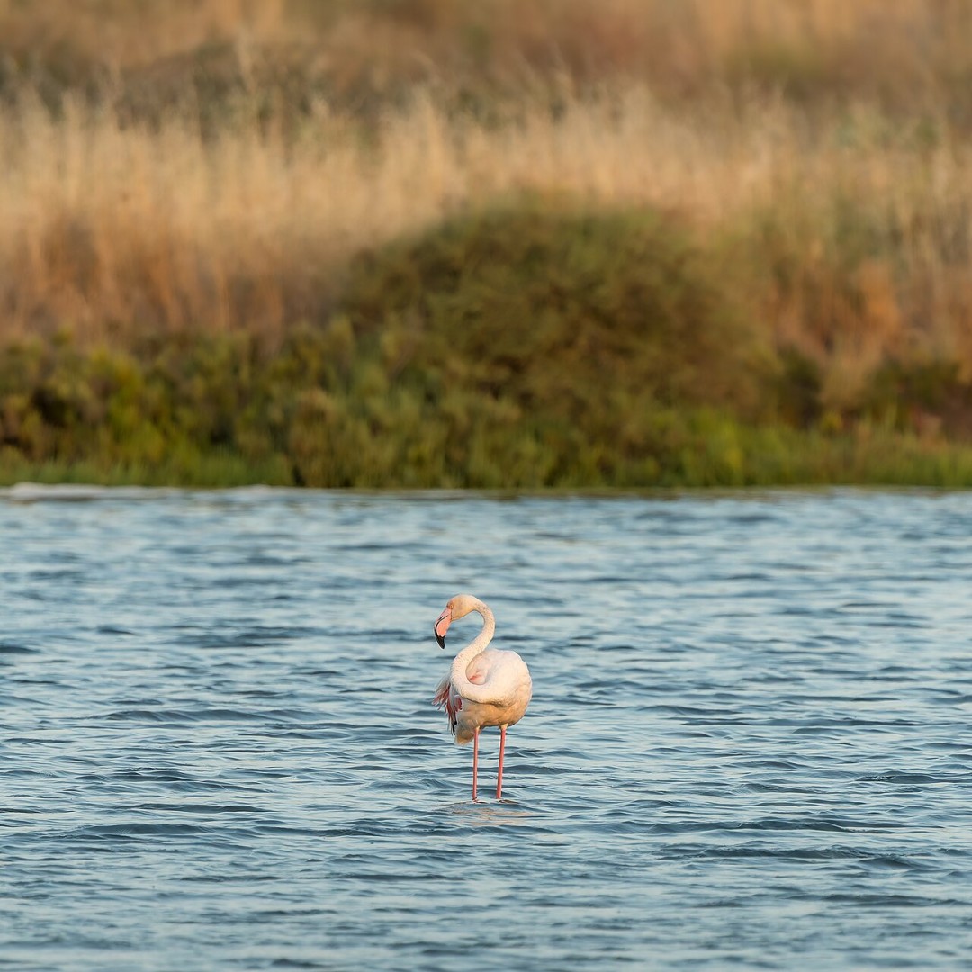 Fenicottero nella Ria Formosa in Portogallo