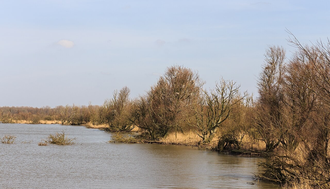Open water and wetland habitat in the Oostvaardersplassen