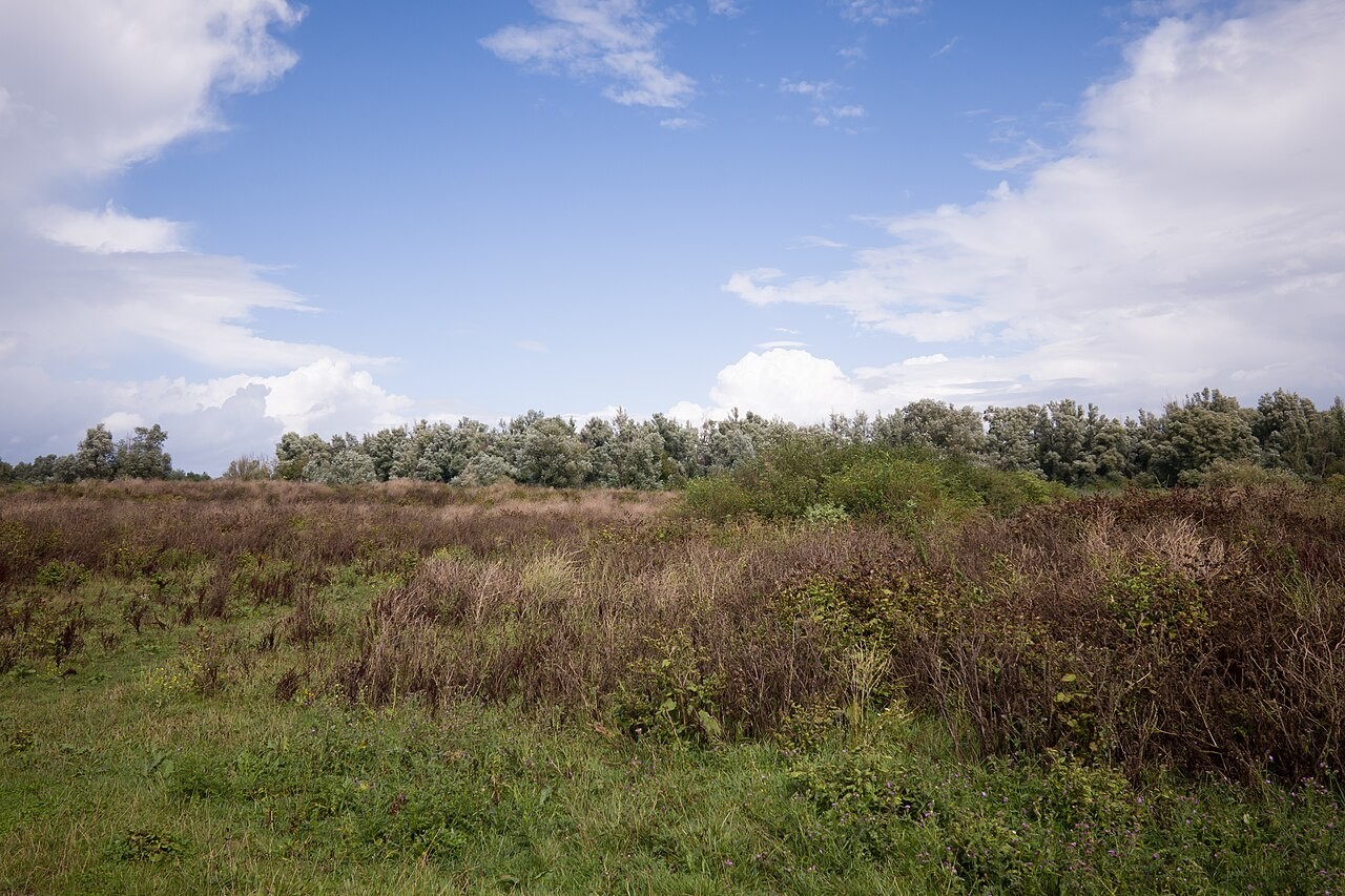 Landscape with shrubs and trees in the Oostvaardersplassen