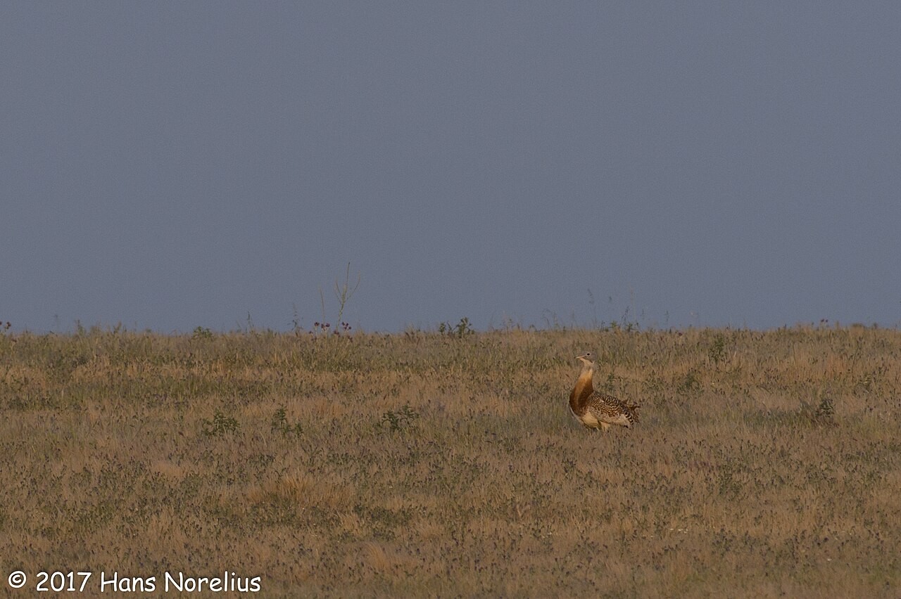 Great Bustards in the open steppe of Extremadura