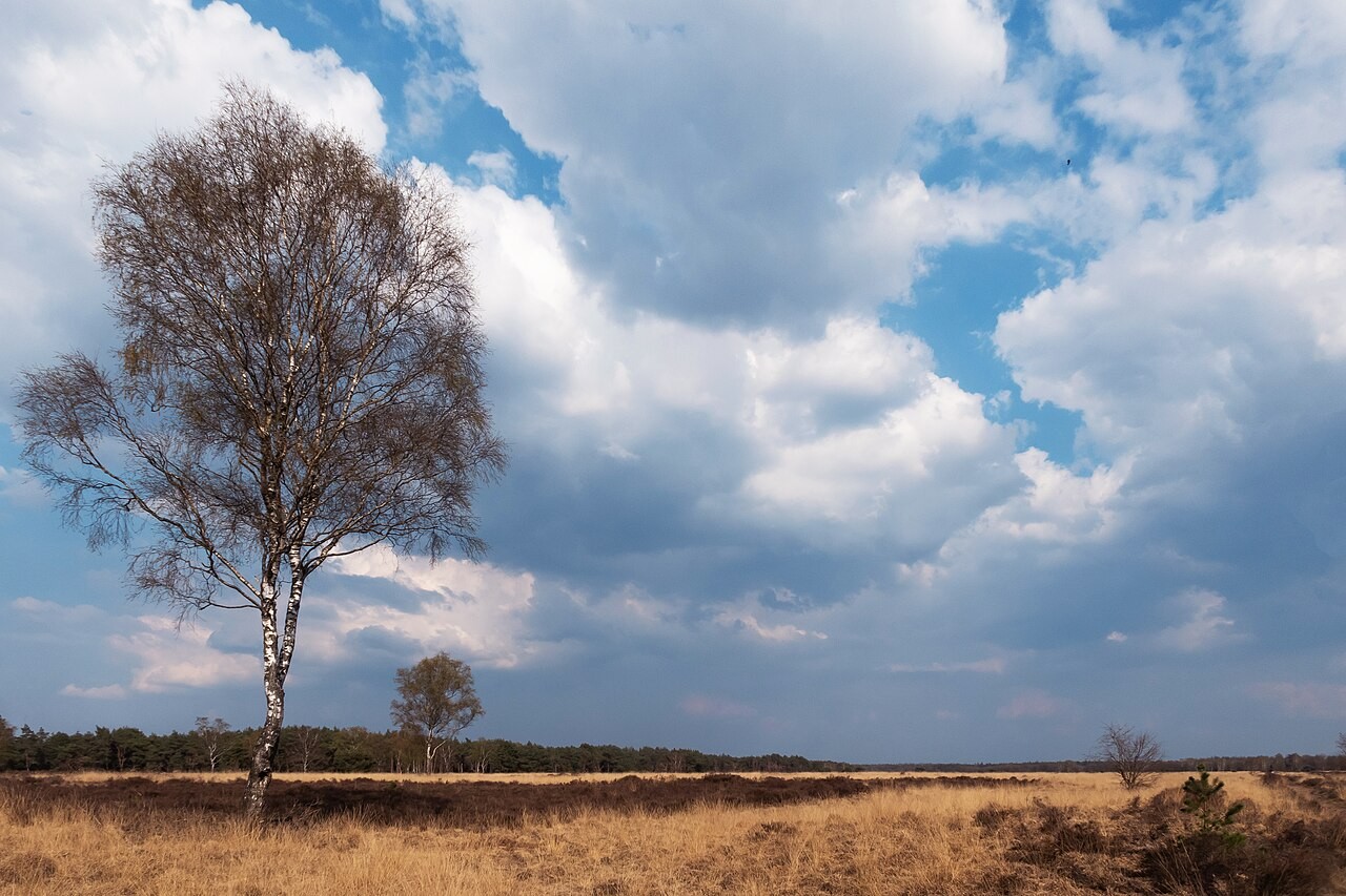 Tree and heathland between Stroe and Kootwijk on the Veluwe