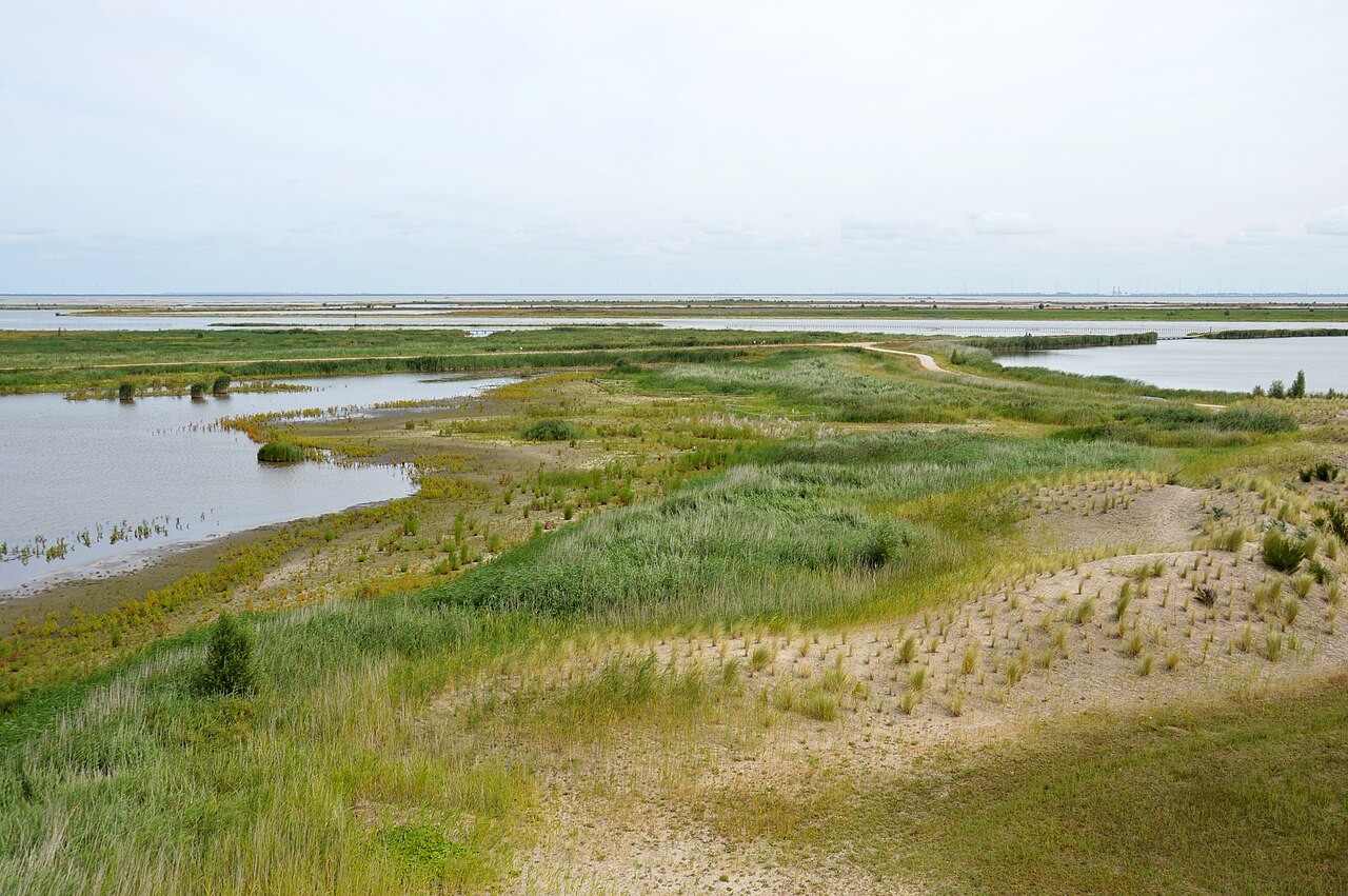 Shallow water, reedbeds and sandy shores on Marker Wadden