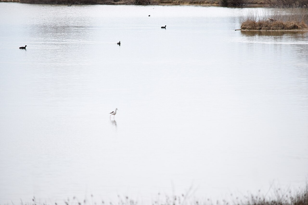 Waterbirds in the lagoon of Lagunas de Villafáfila