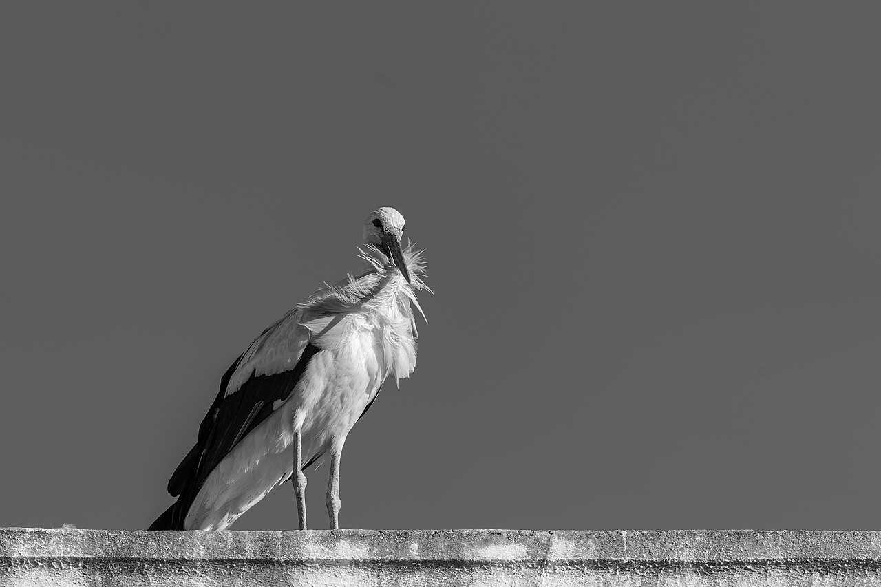 Witte ooievaar in Faro, Portugal