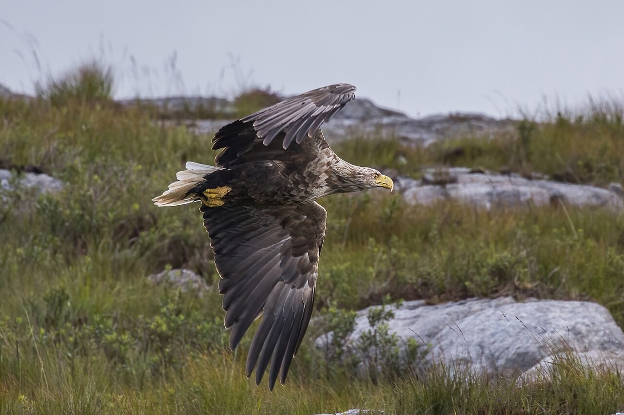 White-tailed eagle flying above the Sound of Mull, Scotland