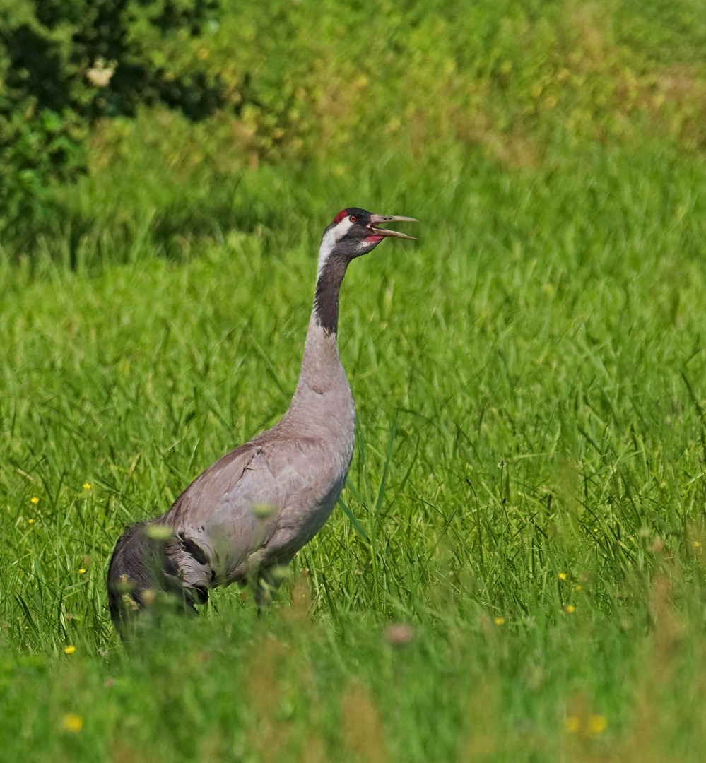 Grue cendrée dans le Brandebourg, en Allemagne