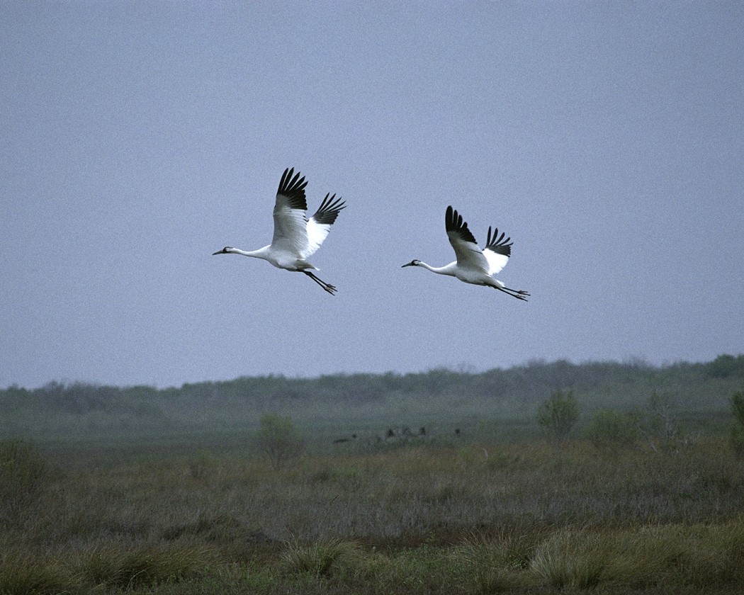 Twee trompetkraanvogels vliegend boven Aransas National Wildlife Refuge in Texas