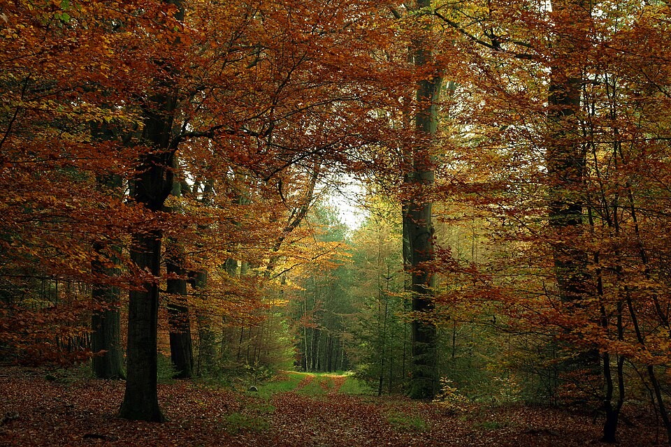 Woodland path in Veluwezoom National Park