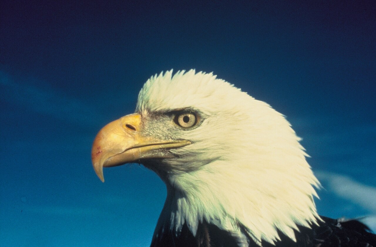 Amerikaanse zeearend met witte kop en staart