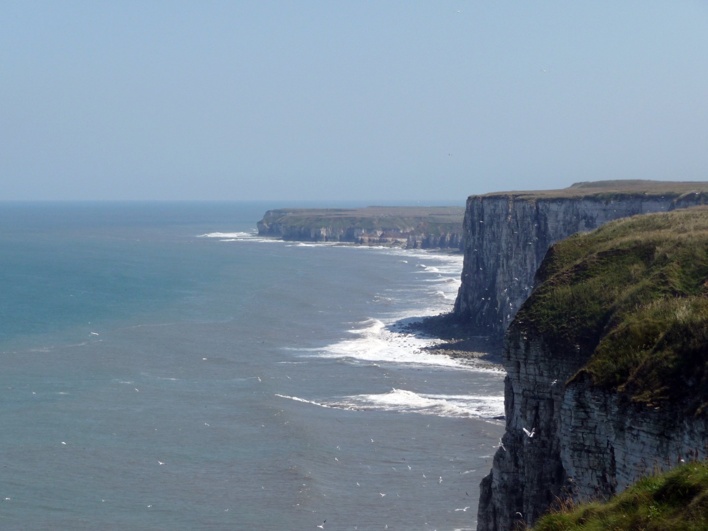 The high cliffs of Bempton on the English North Sea coast