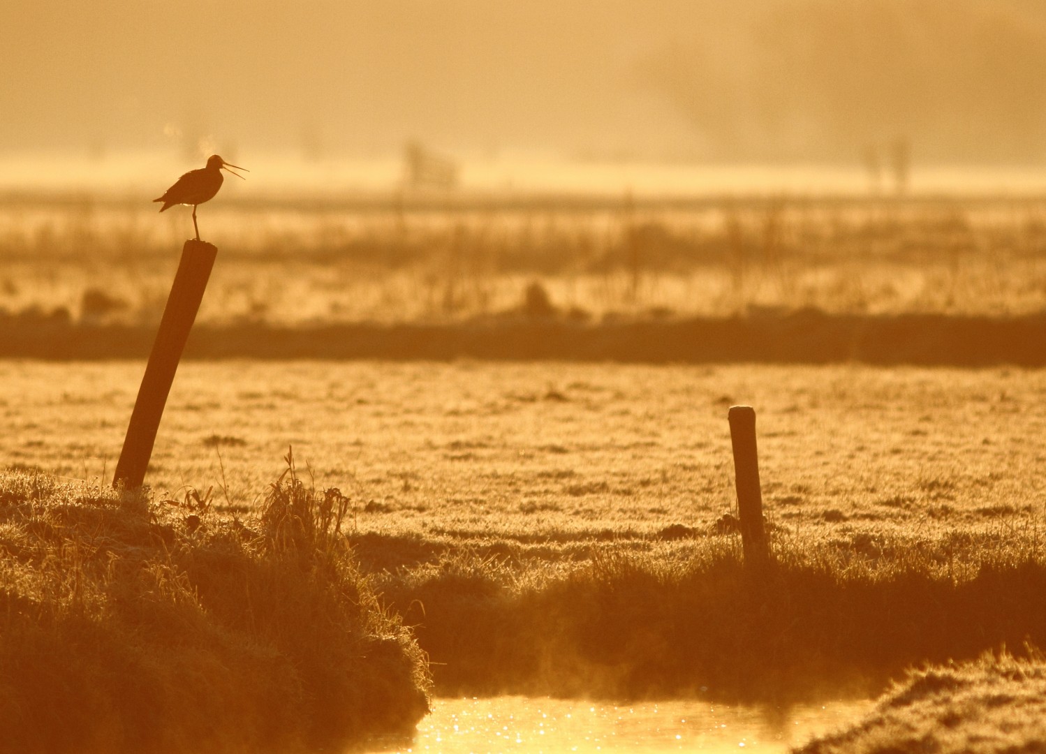 Black-tailed Godwit at sunrise in the Dutch peat meadow landscape
