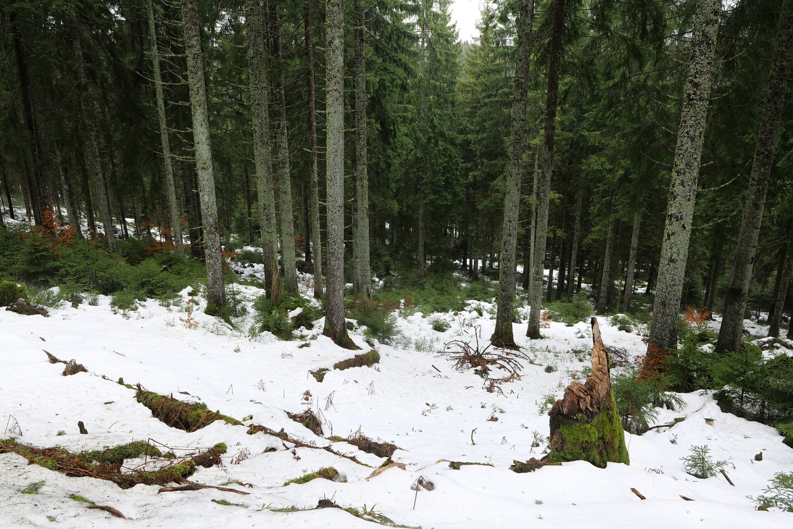 Vieille forêt dans le parc national de la Forêt-Noire près de Baiersbronn