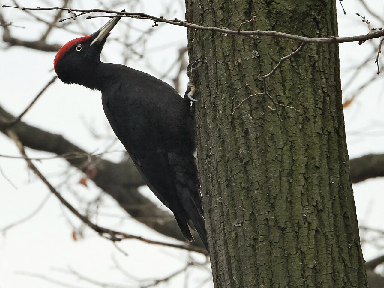 Schwarzspecht als Stimmungsbild für alte Wälder Luxemburgs