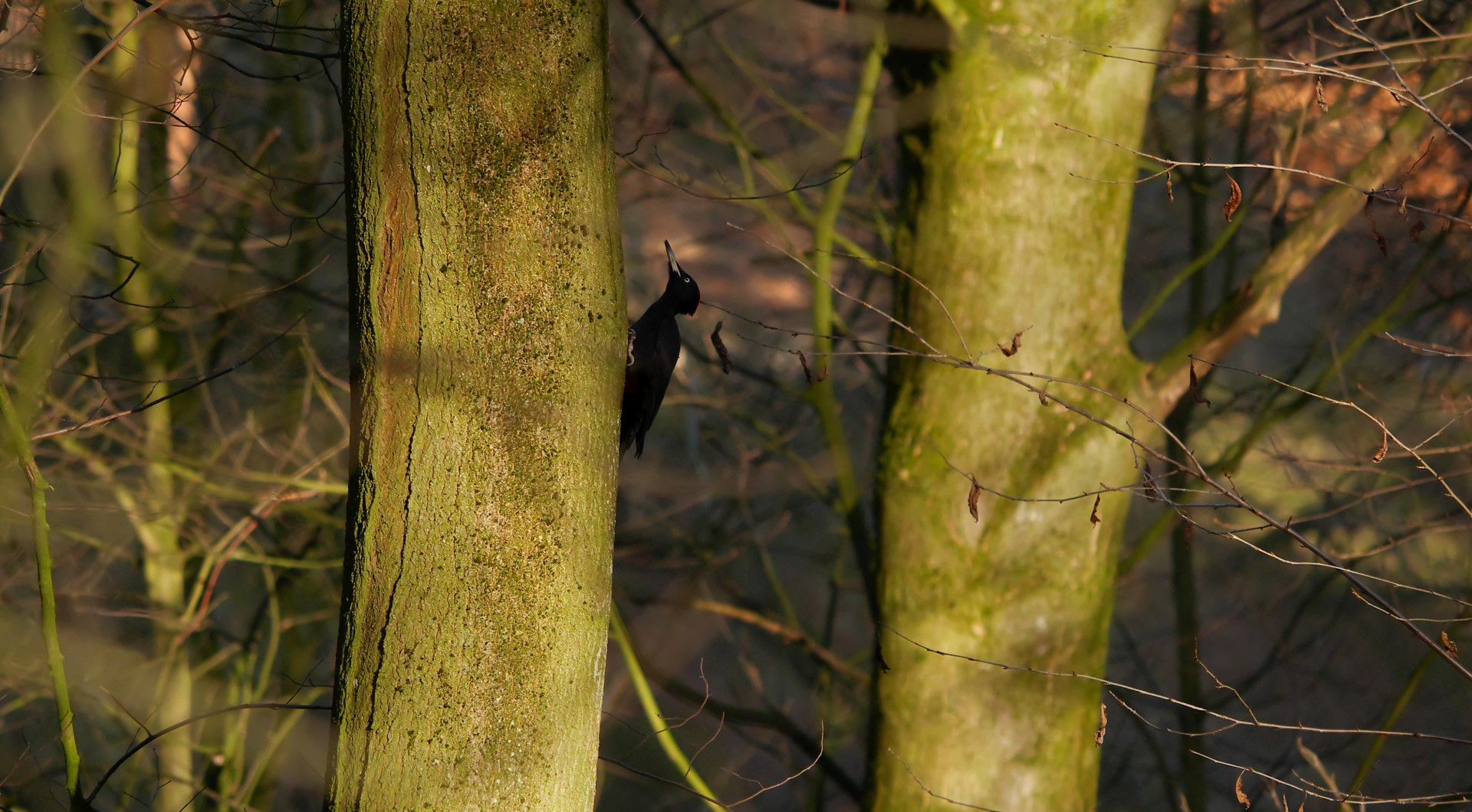 Black woodpecker in a Brussels woodland