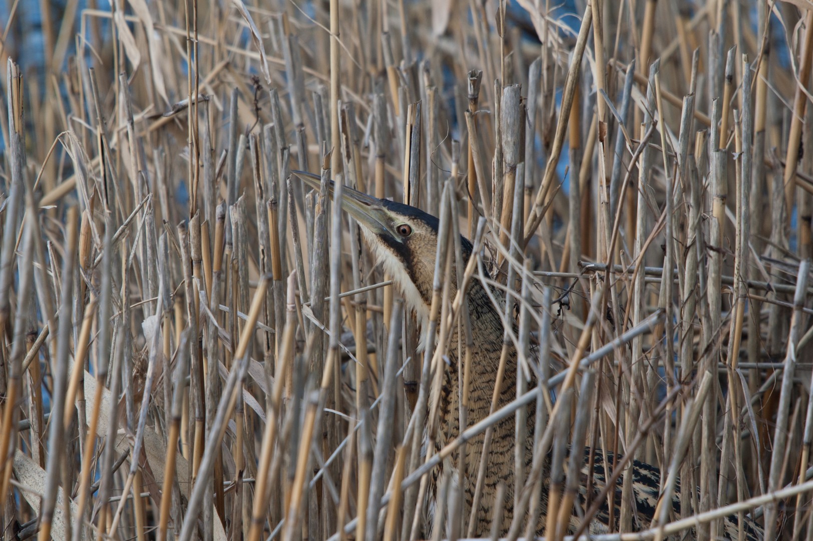Eurasian Bittern hidden among reeds