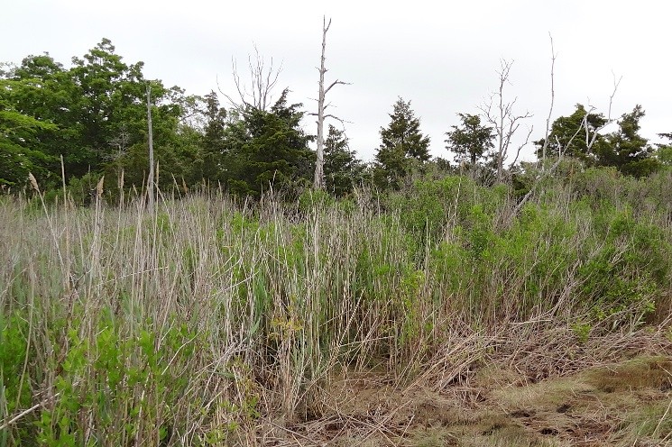 Forest and marsh at Cape May National Wildlife Refuge in New Jersey