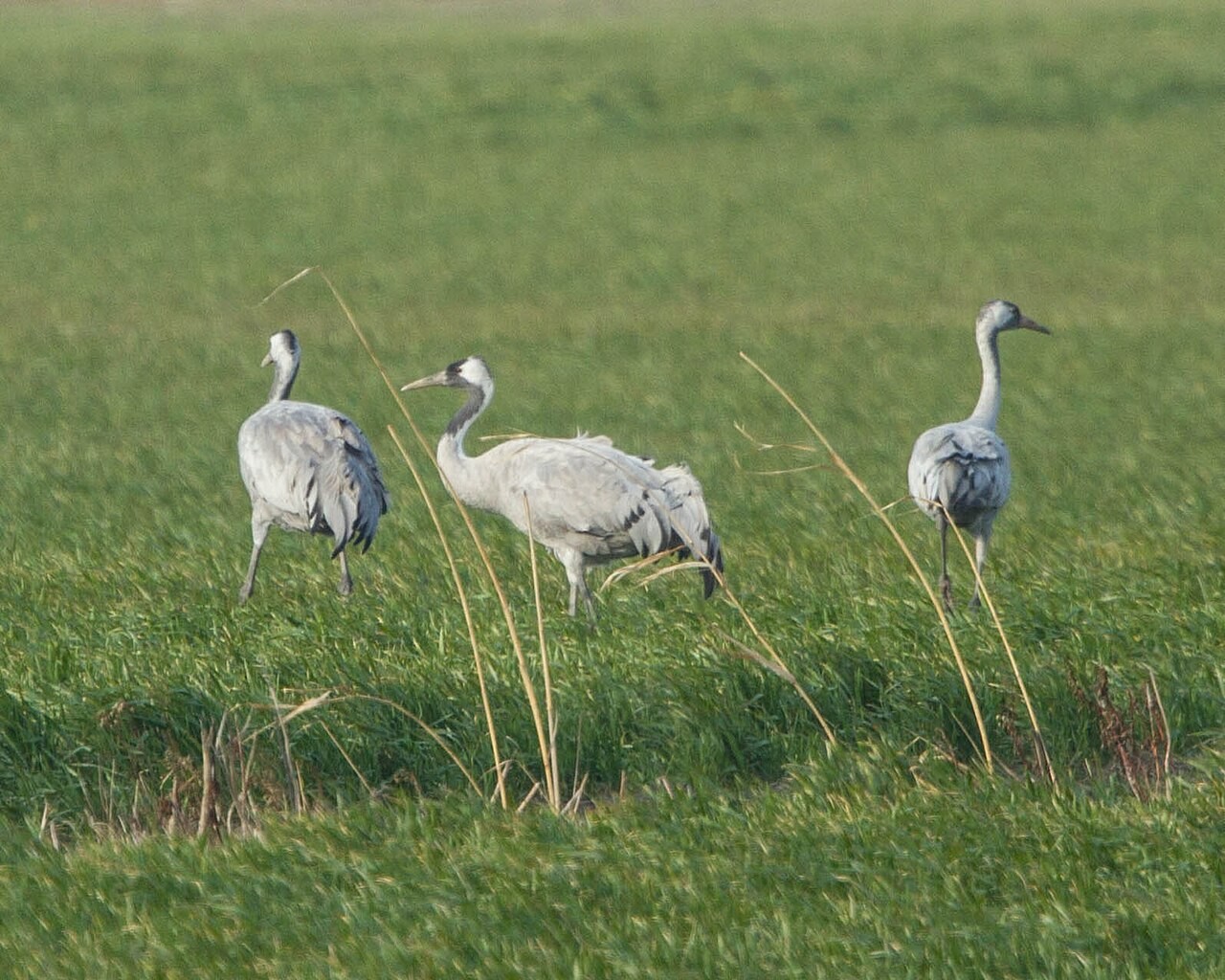 Grue cendrée dans le sud de la France
