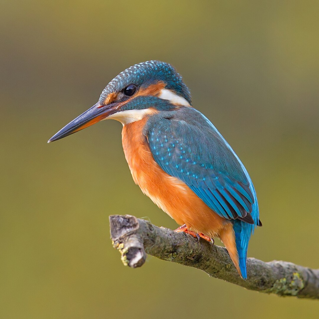 Eisvogel auf einem Ast über dem Wasser