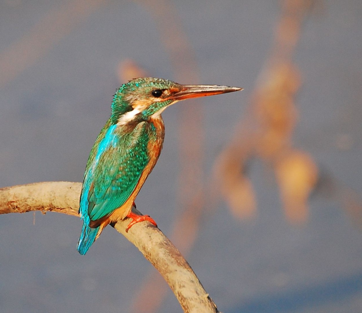 Common kingfisher, a typical species of ditches and waterways in Bourgoyen-Ossemeersen