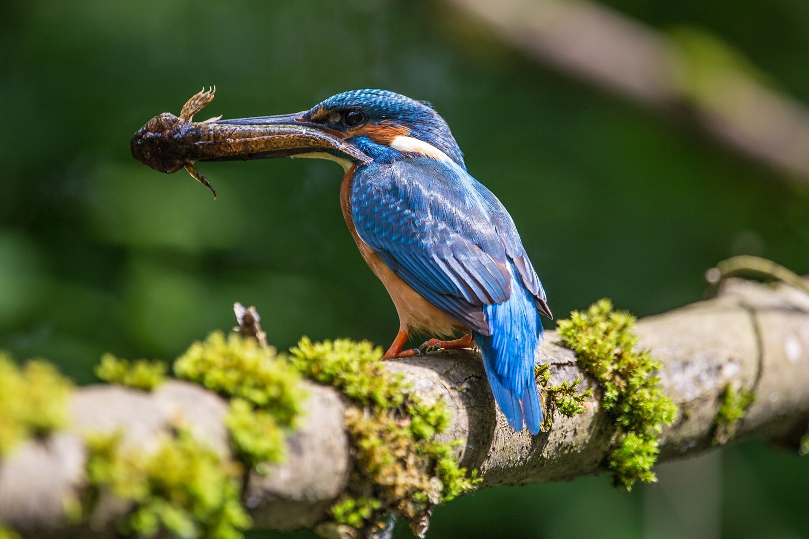 Martin-pêcheur tenant un poisson dans un paysage fluvial allemand