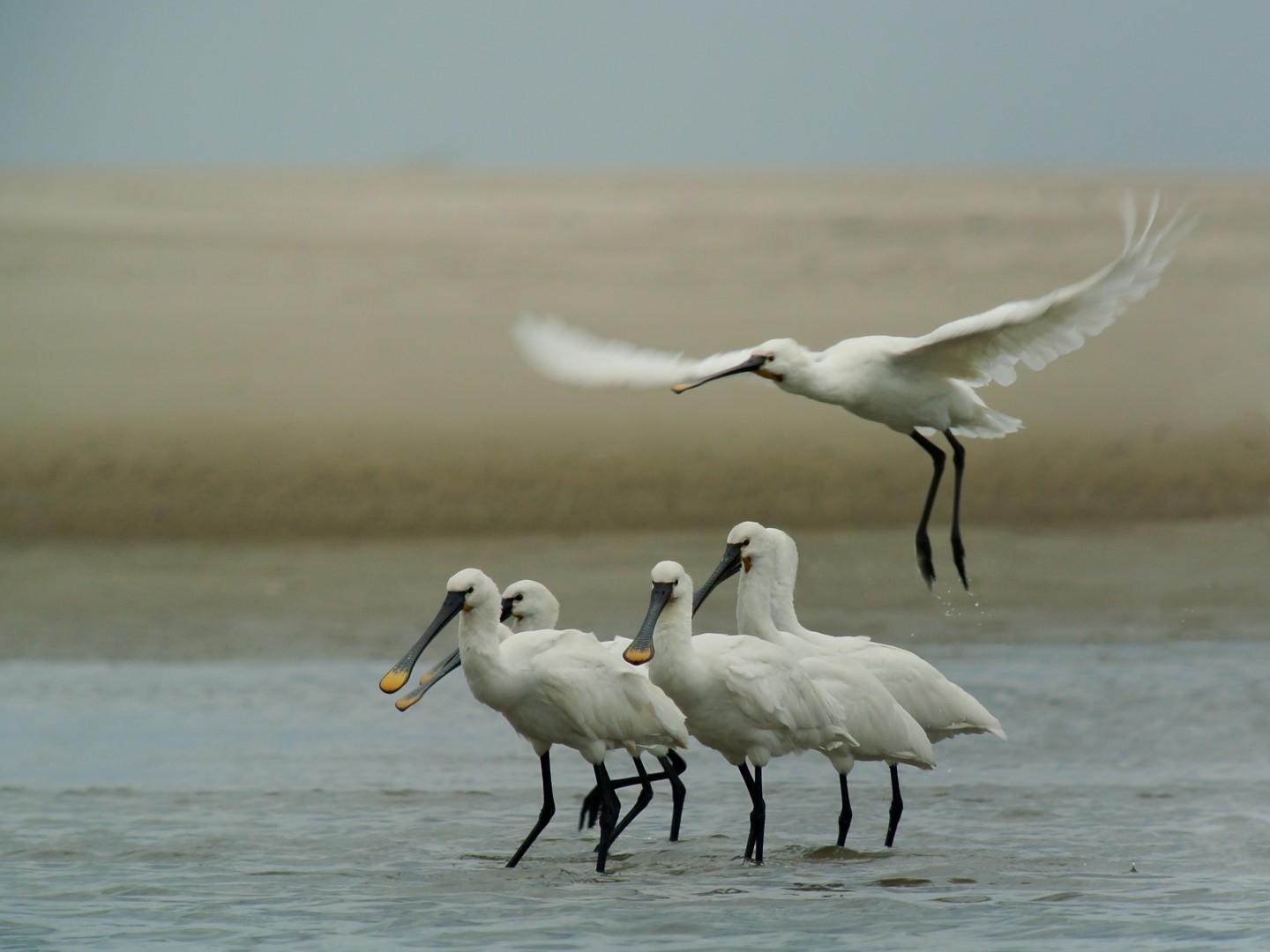 Eurasian Spoonbills in a shallow lagoon on Schiermonnikoog