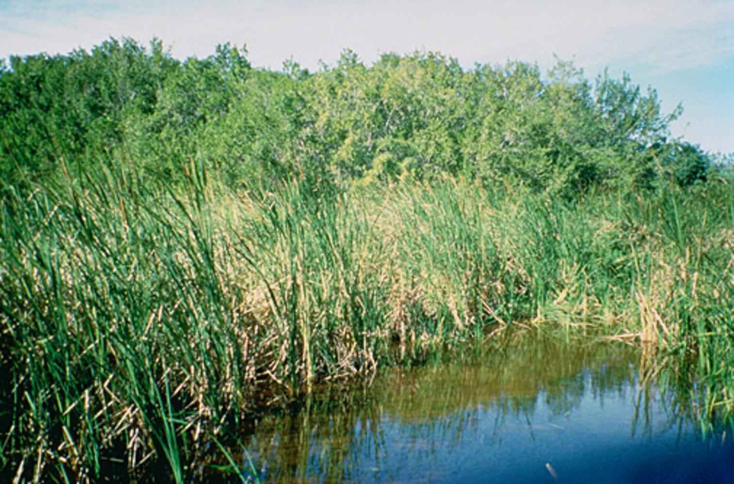 Moeraslandschap in Everglades National Park in Florida