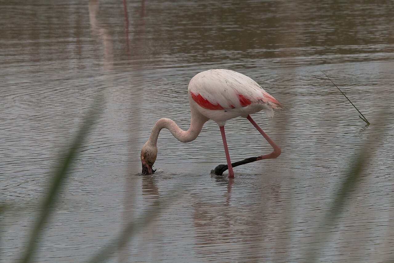 Flamant rose en Camargue, dans le sud de la France