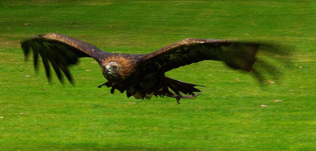 Steinadler im Flug