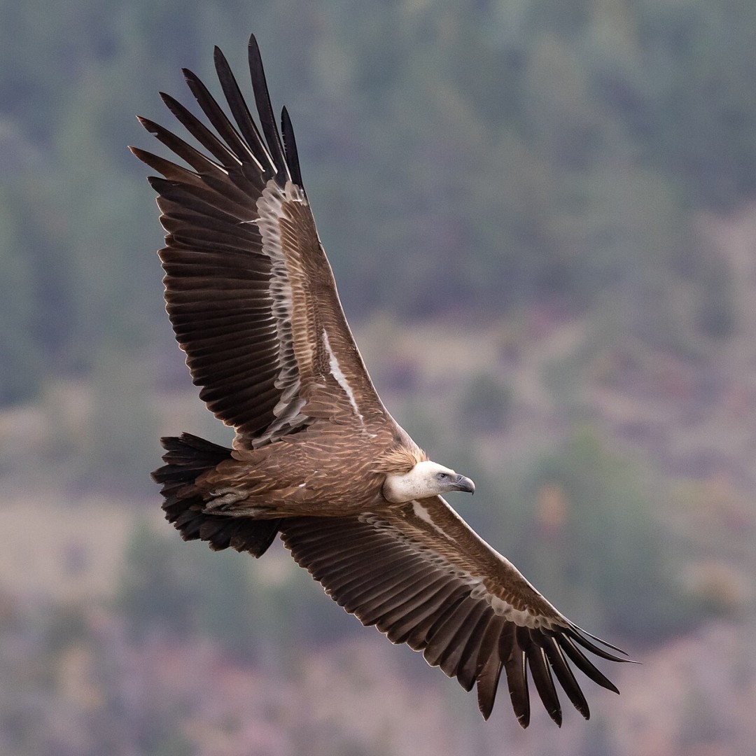 Vautour fauve au-dessus du Parc naturel régional des Baronnies provençales