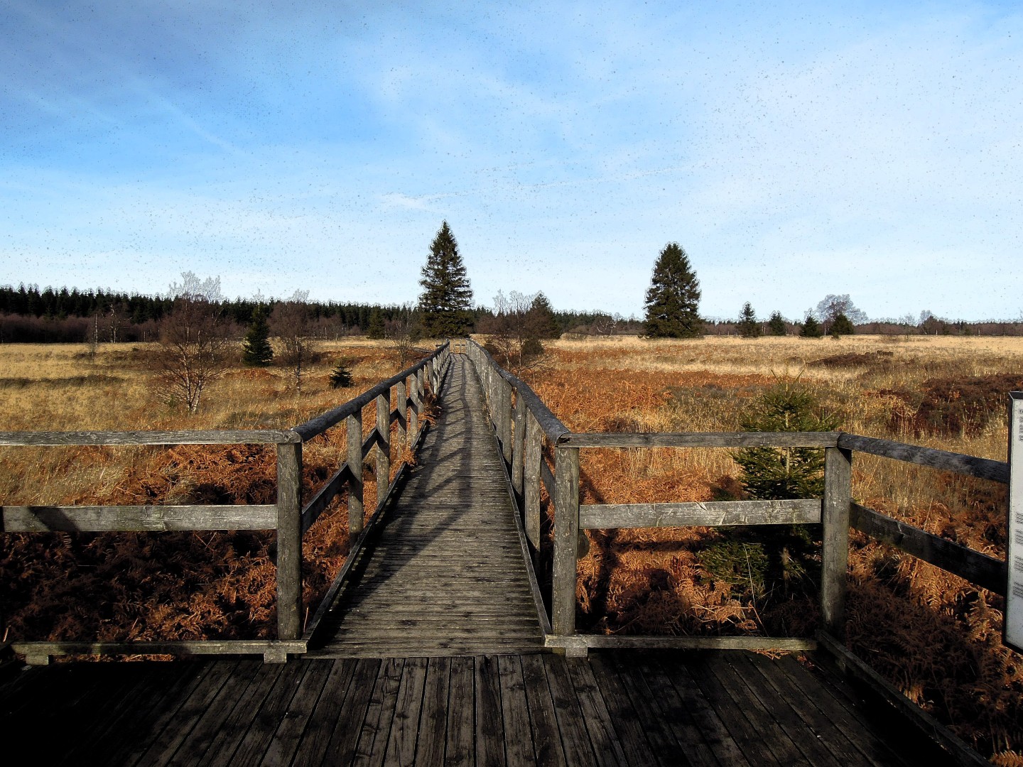 Raised bog landscape in the High Fens in eastern Belgium