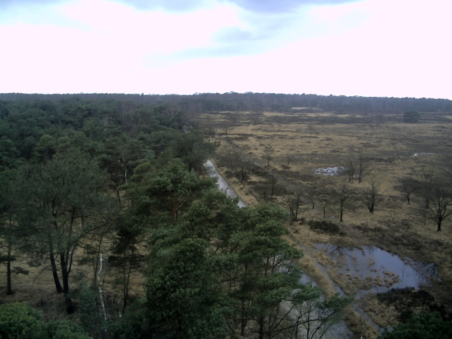 Heide en vennen in de Kalmthoutse Heide