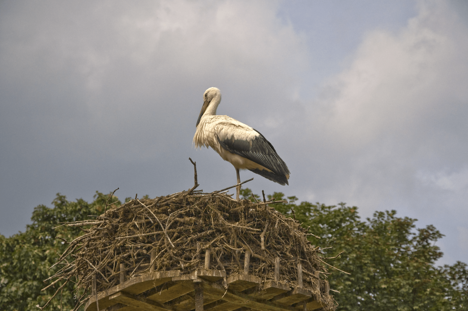 White stork in Het Zwin near Knokke-Heist
