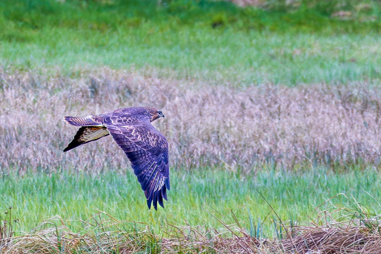 Buse au-dessus d'une prairie dans le parc des lacs de la Müritz