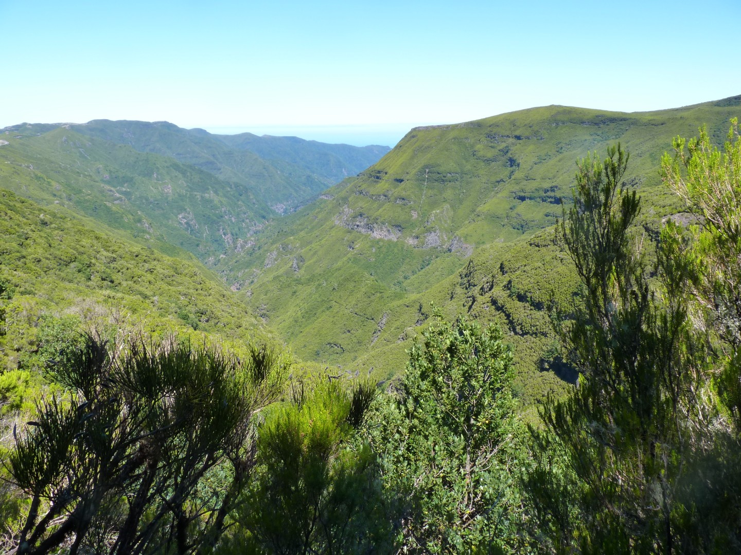 Bosque de laurisilva en Madeira, un hábitat insular importante para las aves