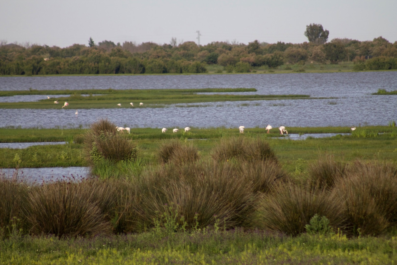 Paisaje de marisma con agua abierta en las Marismas de Doñana