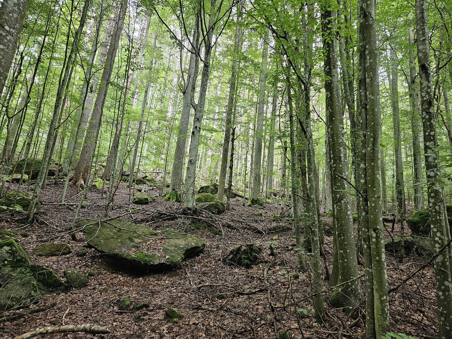 Paysage forestier dans le parc national de la forêt bavaroise