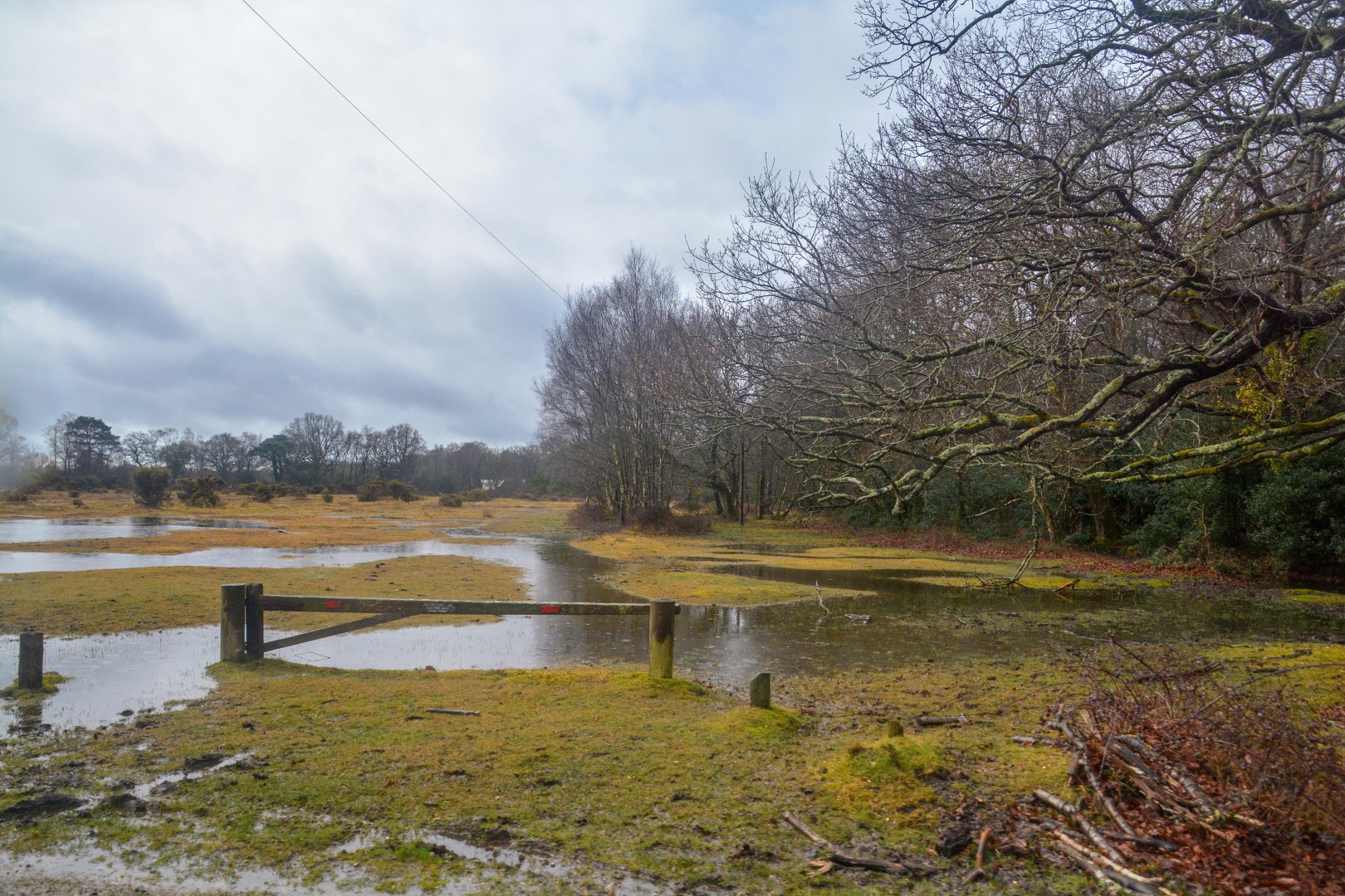 Brezal abierto en New Forest, al sur de Inglaterra