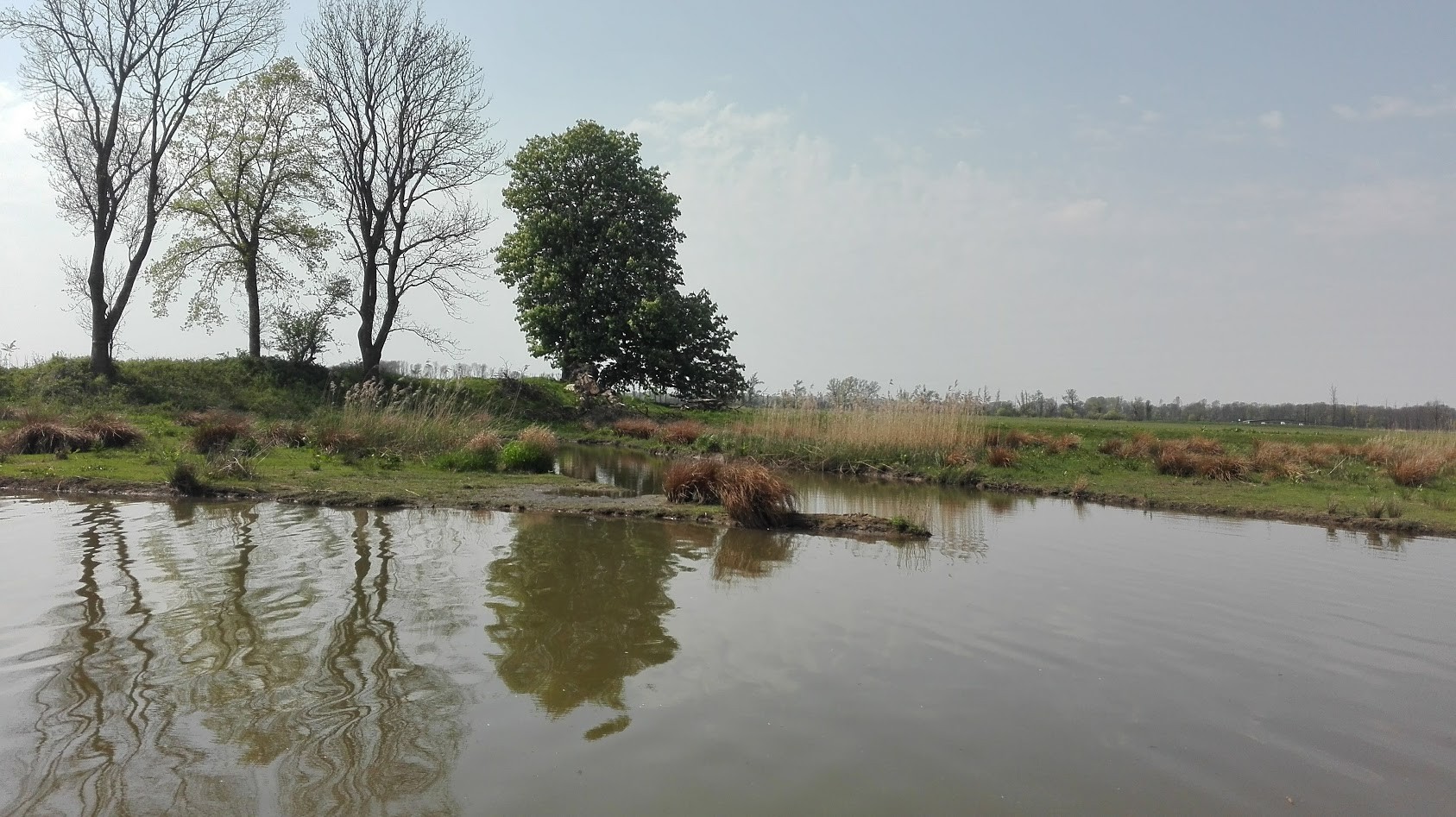 Water and reedbeds in the Noordwaard area of the Biesbosch