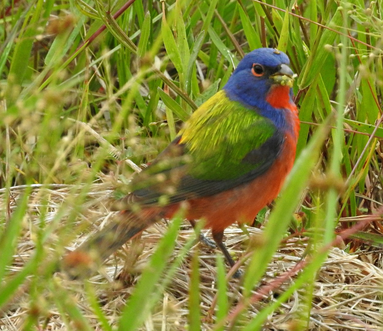Mannetje bonte kardinaal in het gras