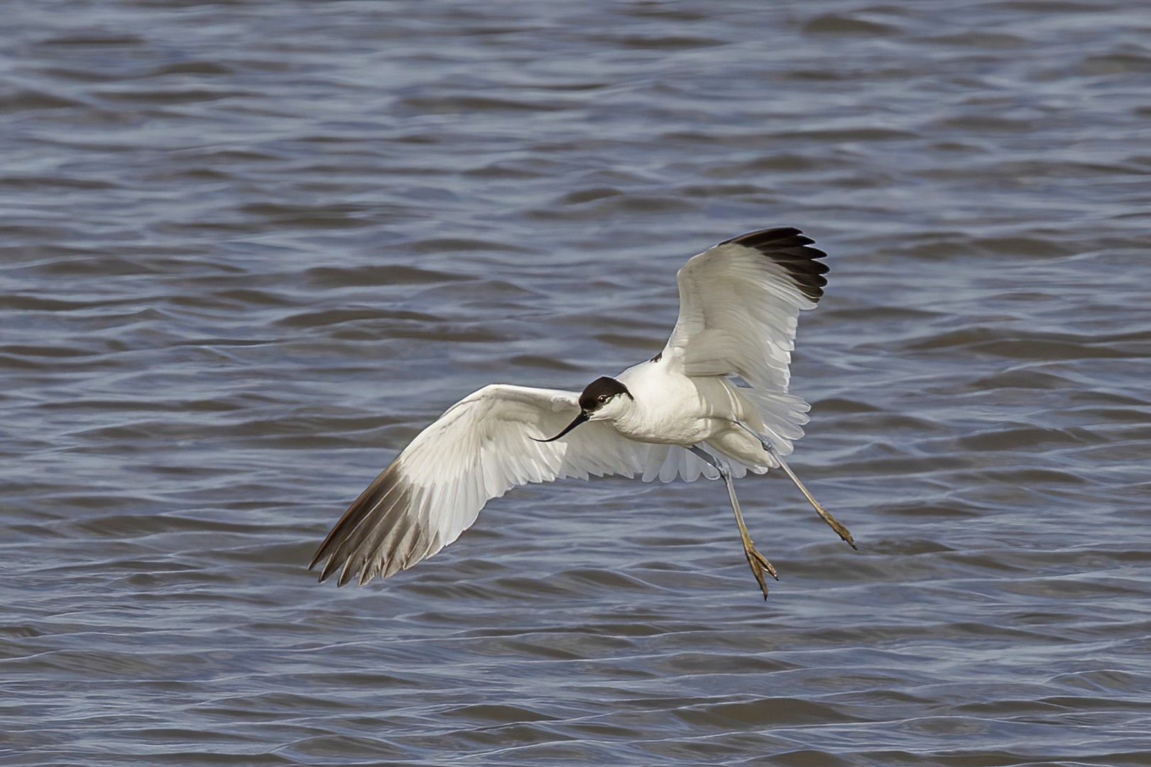 Pied Avocet in adult plumage, flying low over the water