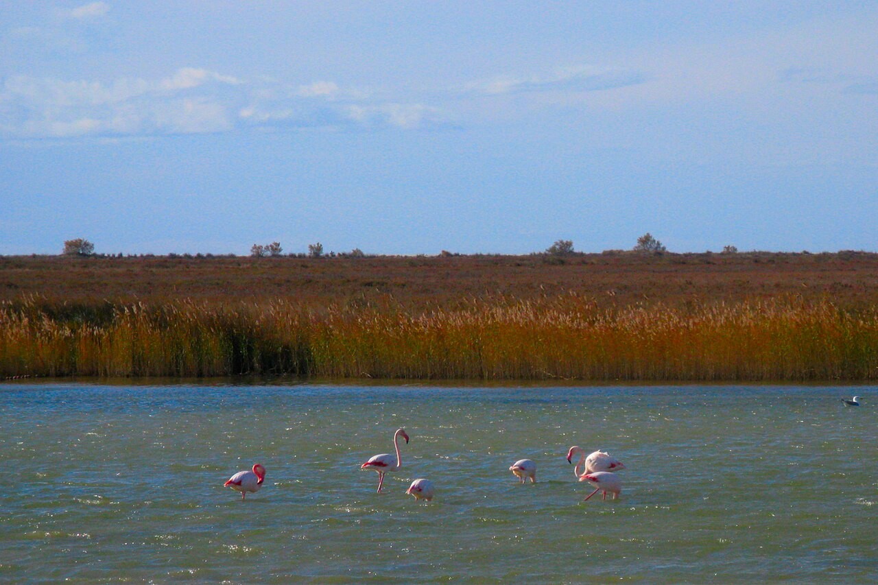 Flamants roses sur une lagune en Camargue