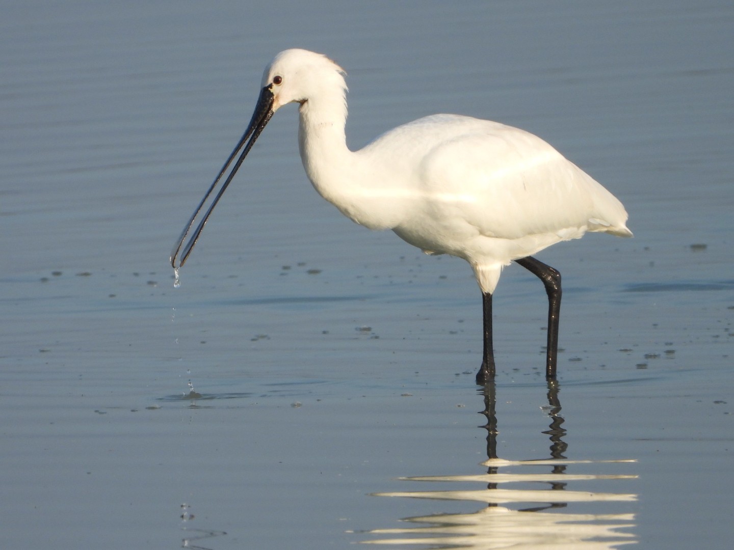 Eurasian spoonbill in shallow water
