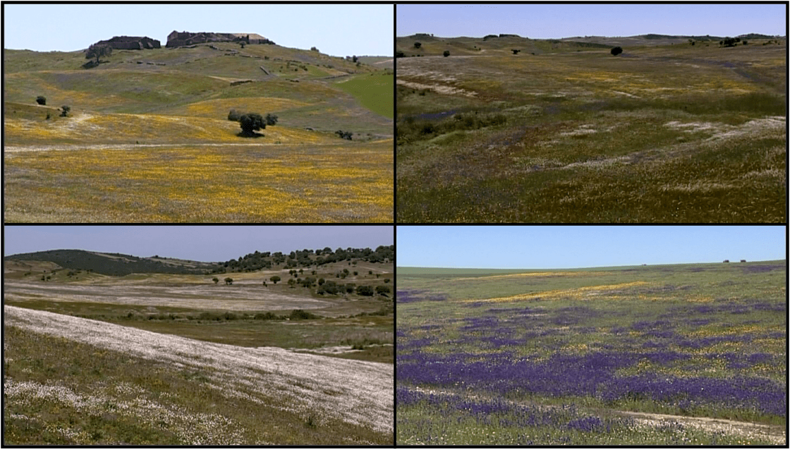 Offene Pseudosteppe bei Castro Verde im Alentejo