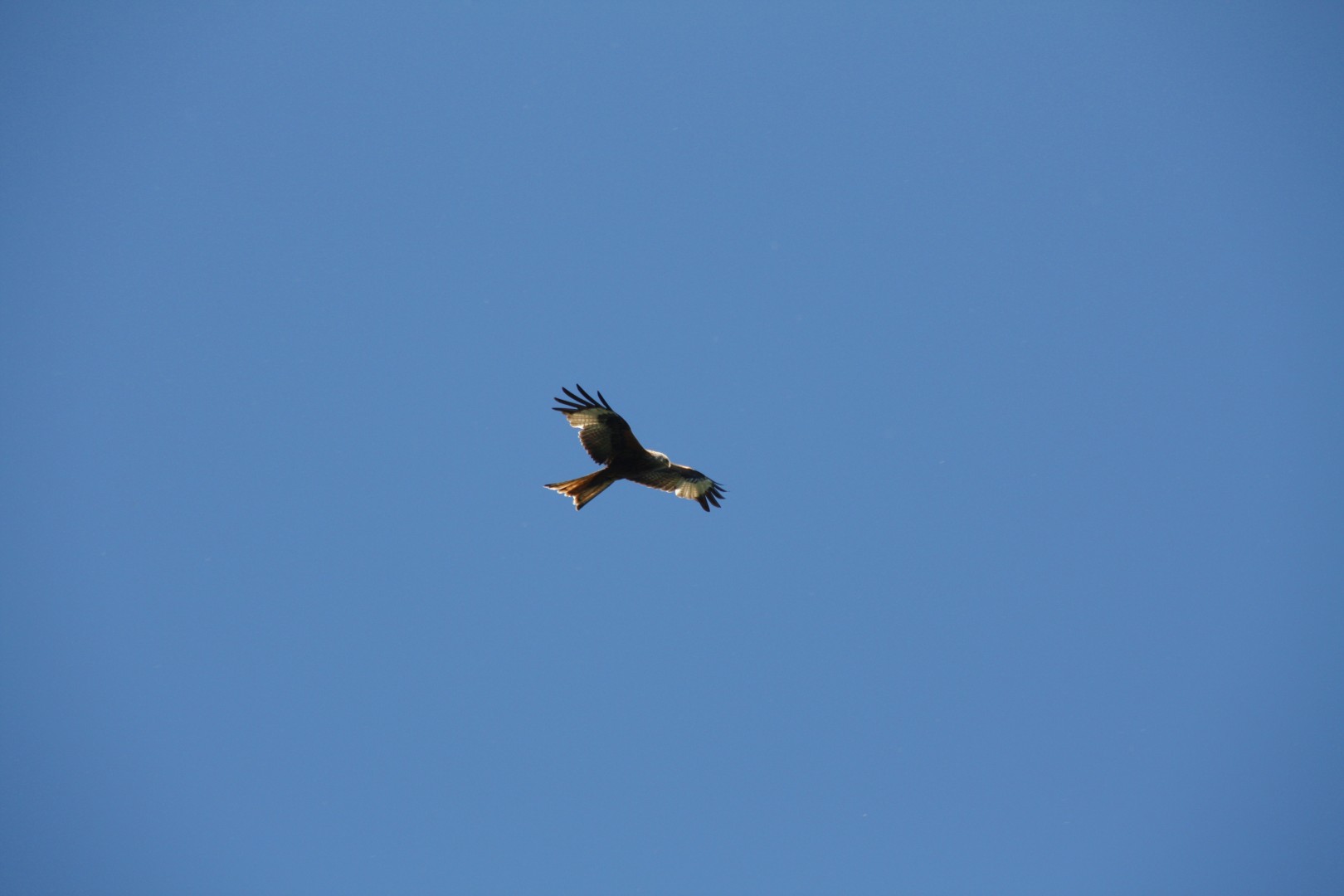 Red Kite flying above an English landscape