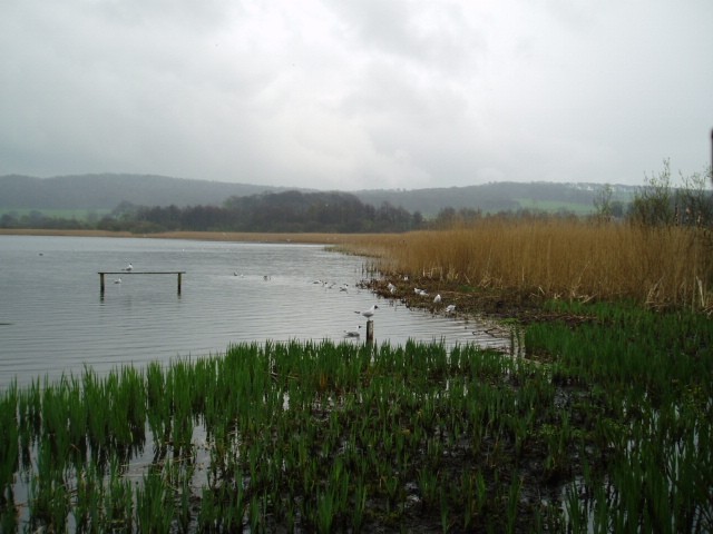 Wide reedbeds at Leighton Moss in Lancashire