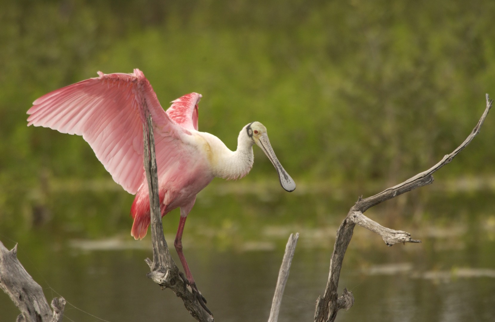 Roze lepelaar met gespreide vleugels op een tak in een wetland